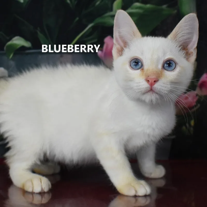 Blueberry