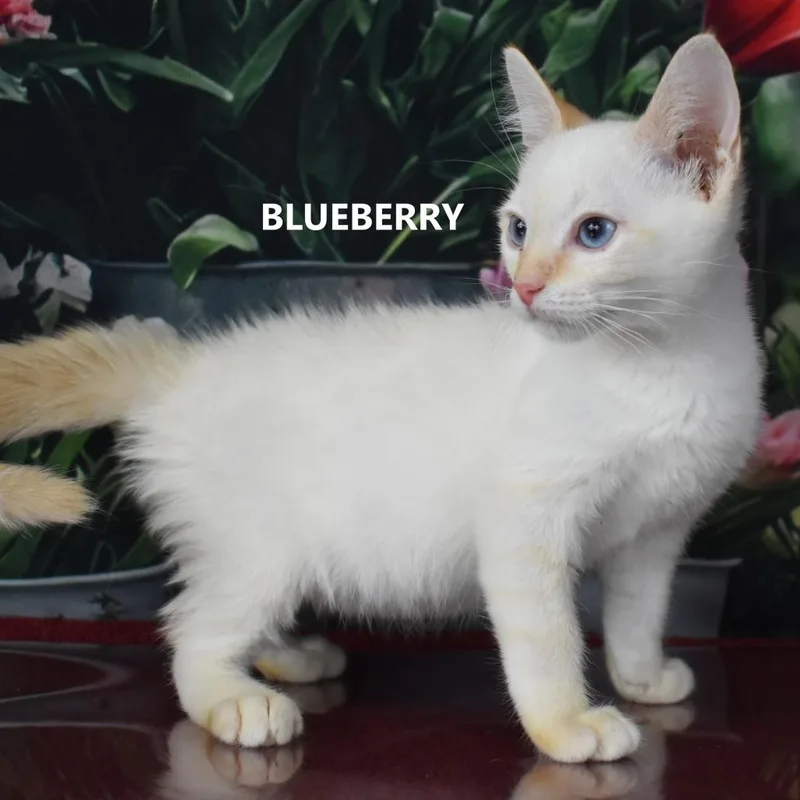 Blueberry thumbnail 2