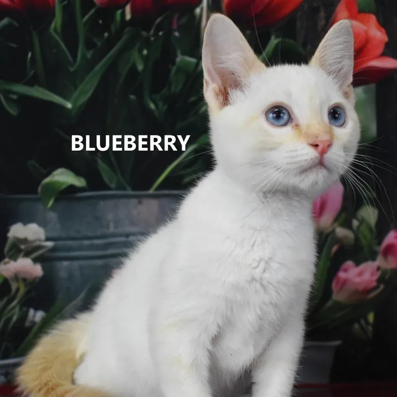 Blueberry thumbnail 3