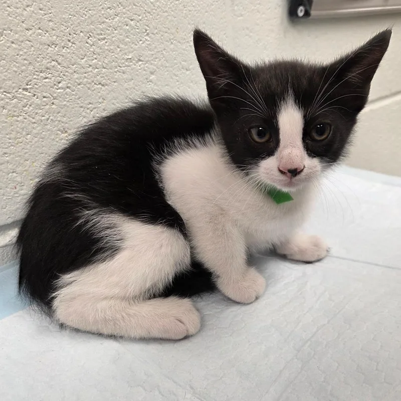 A baby small-sized male Black Domestic Short Hair cat named Rico for adoption in Chattanooga, TN