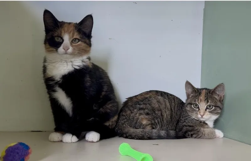 Tater Bonded Pair With thumbnail 3