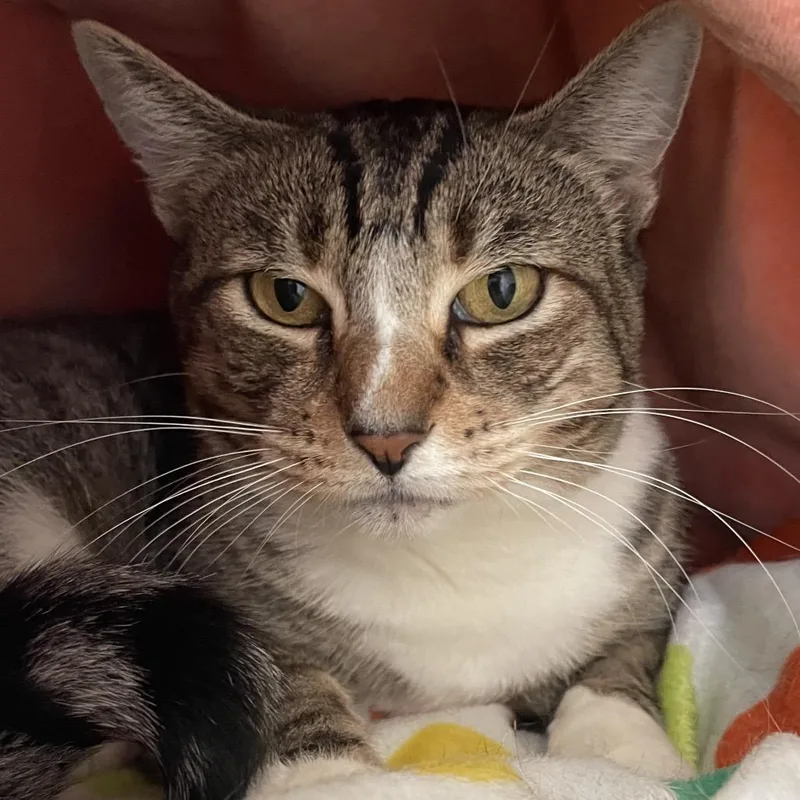 An adult medium-sized female Brown / Chocolate Domestic Short Hair cat named Farrah for adoption in Redwood City, CA
