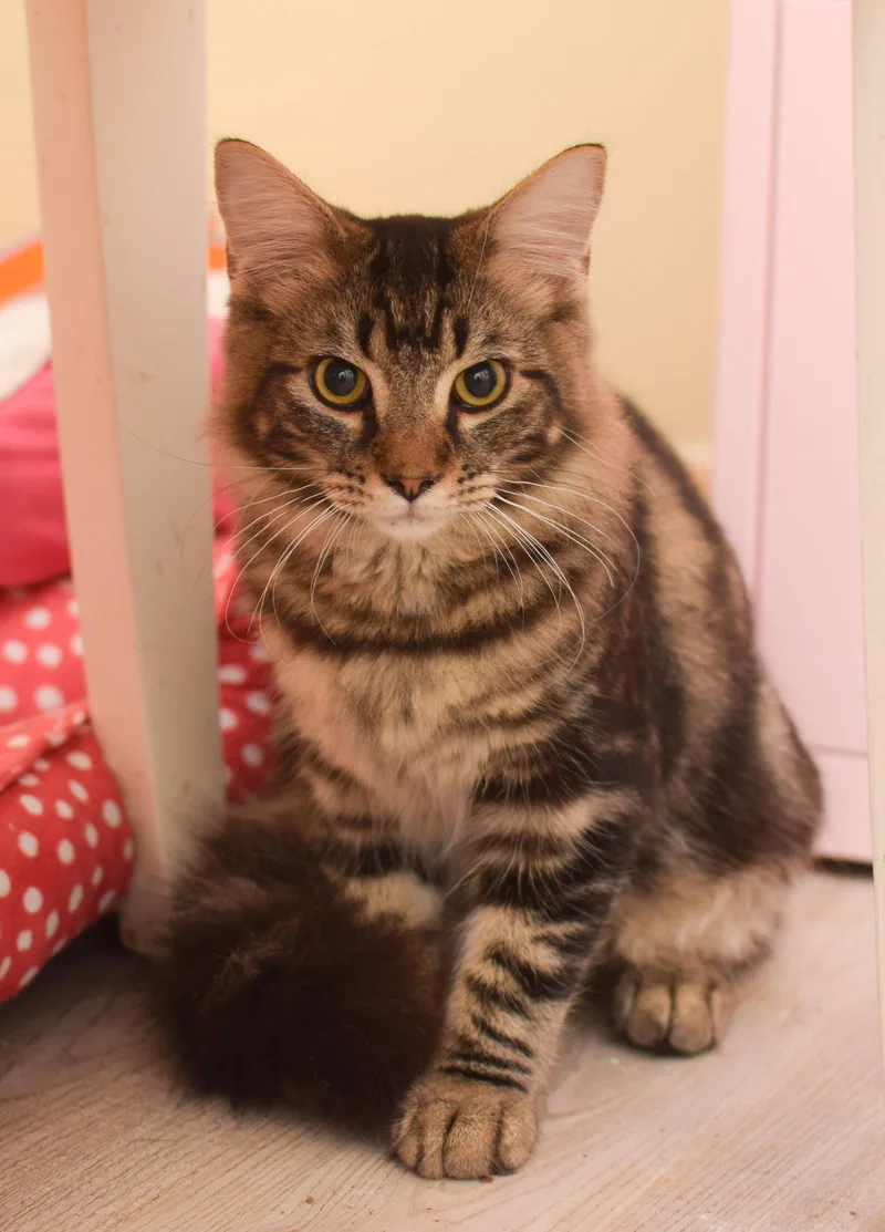 A baby medium-sized male Maine Coon cat named Benny for adoption in Hockessin, DE