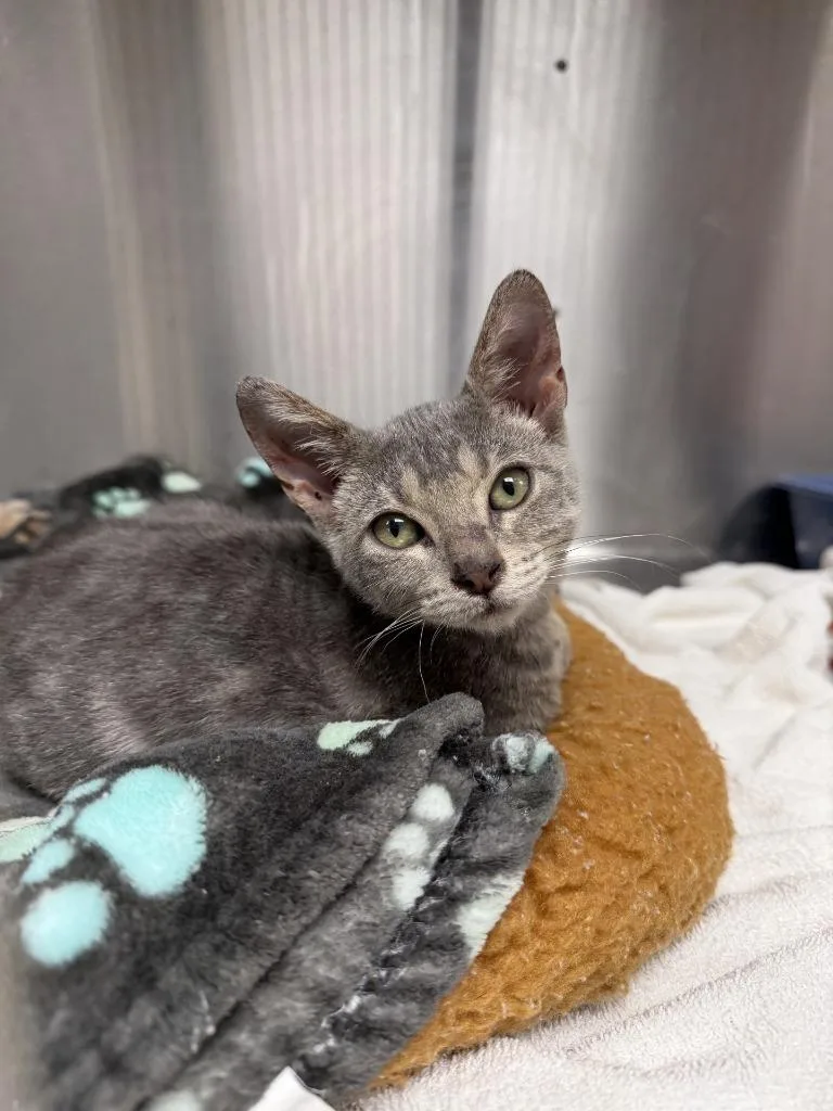 A baby small-sized male Domestic Short Hair cat named TJ Maxximus for adoption in Gautier, MS
