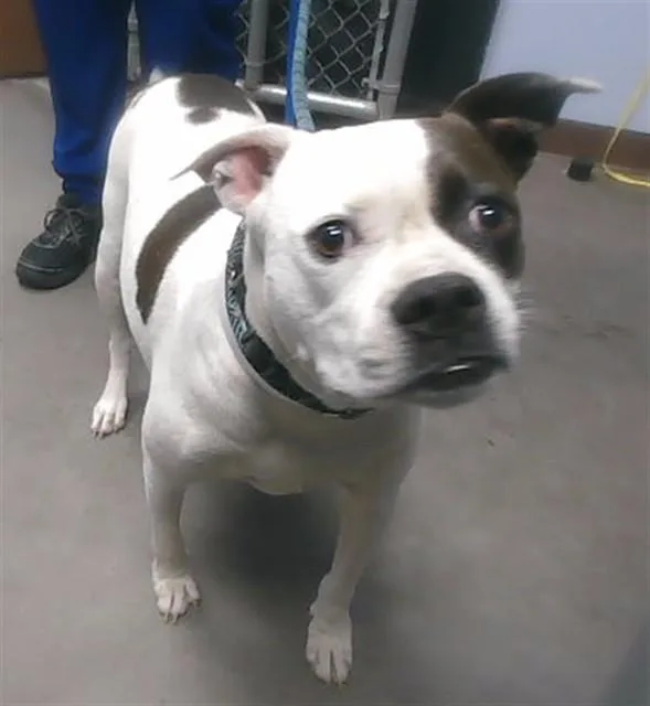 An adult large-sized female Pit Bull Terrier dog named Alma for adoption in Phoenix, AZ