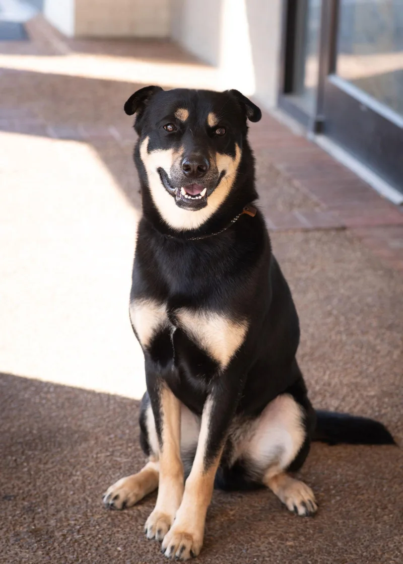 A young medium-sized male Shepherd dog named Bon Jovi for adoption in Southaven, MS