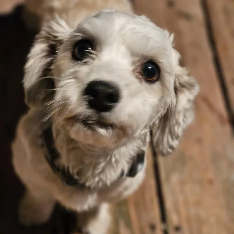 An adult small-sized male Havanese dog named Bentley Springfield for adoption in O Fallon, IL