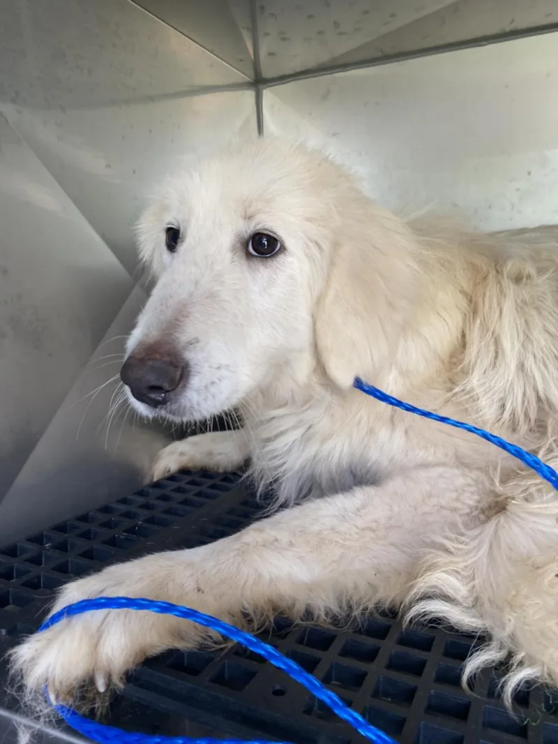 A young large-sized male Mixed Breed dog named Flynn for adoption in Dallas, TX