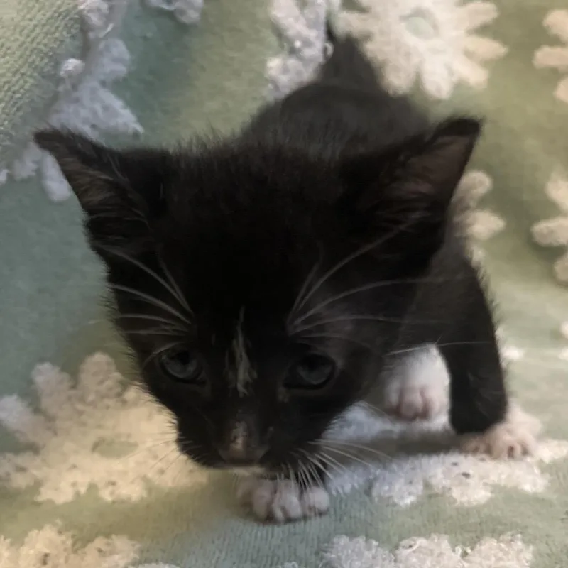 A baby small-sized male Black Domestic Short Hair cat named Mateo for adoption in Hattiesburg, MS
