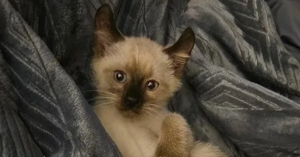 Winston