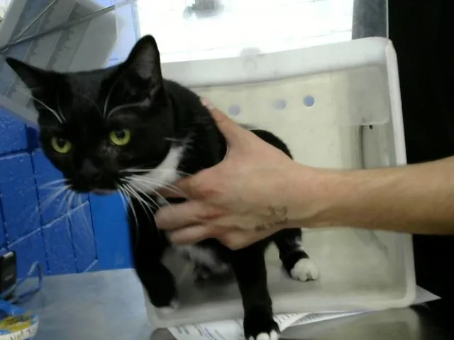 An adult medium-sized female Domestic Short Hair cat named Cerci for adoption in Albuquerque, NM