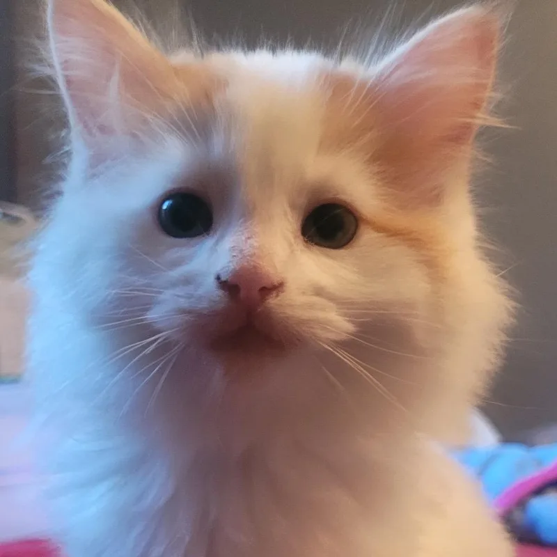 A baby small-sized male White Domestic Long Hair cat named Fez for adoption in Buffalo, MN