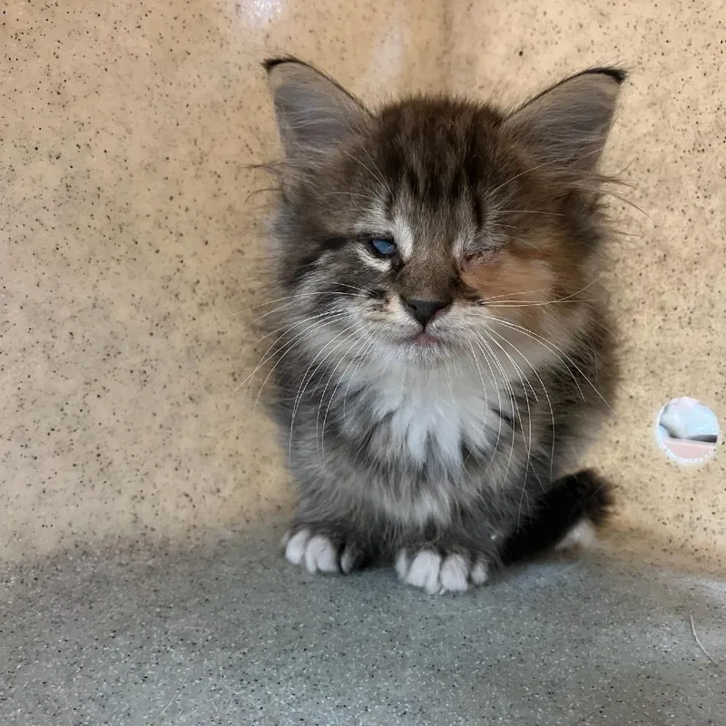 A baby small-sized female Domestic Medium Hair cat named SVASStray for adoption in Verona, VA