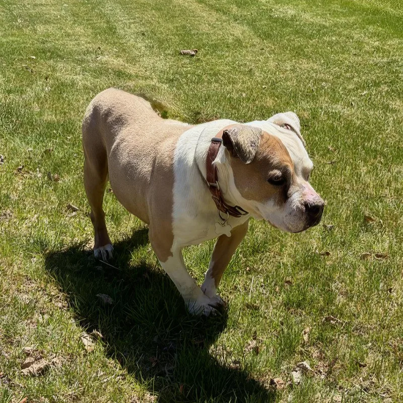 A senior medium-sized female Yellow / Tan / Blond / Fawn Pit Bull Terrier dog named Babs for adoption in Burbank, CA