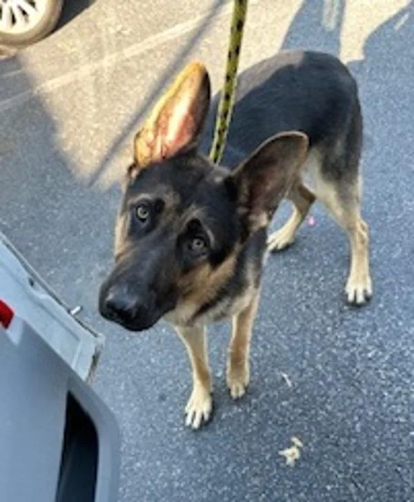 An adult large-sized male German Shepherd Dog dog named Vc  Choppo for adoption in Lawrenceville, GA