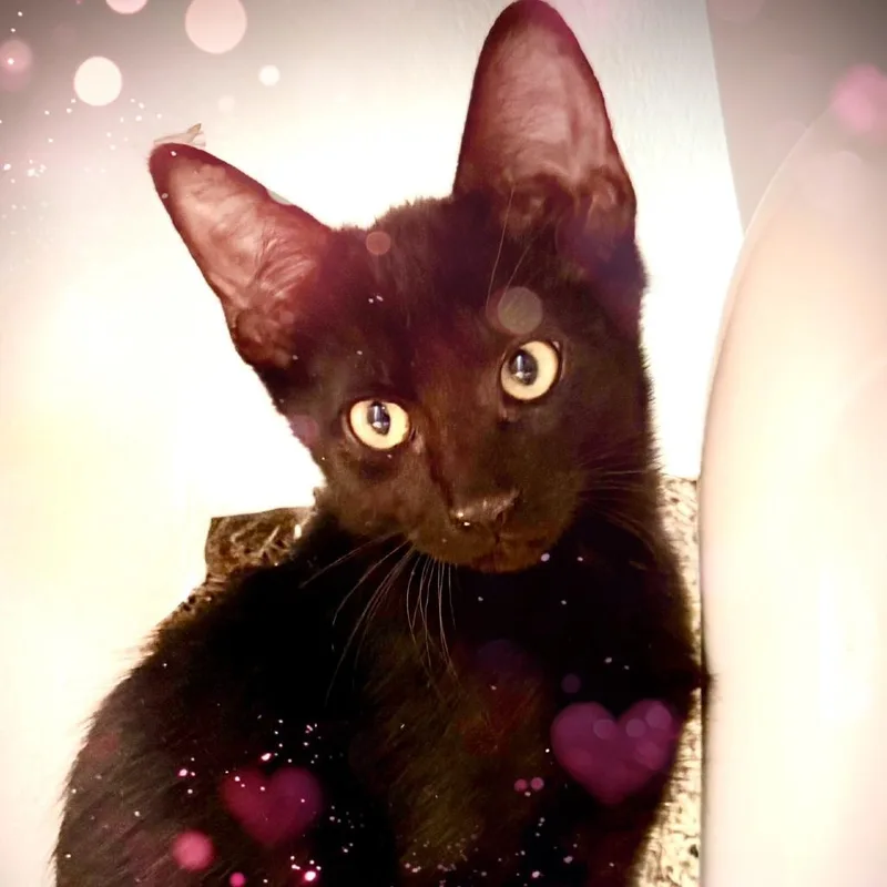 A baby small-sized male Black Domestic Short Hair cat named Onyx for adoption in Houston, TX