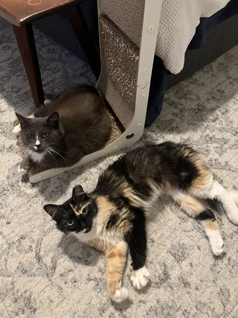 A young medium-sized female Domestic Medium Hair cat named Cookie & Crumb for adoption in Jacksonville, FL
