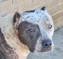 An adult large-sized female American Staffordshire Terrier dog named Marge for adoption in Long Island City, NY