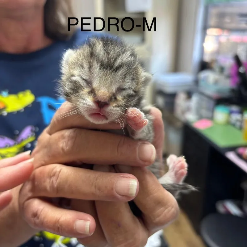 Pedro thumbnail 2