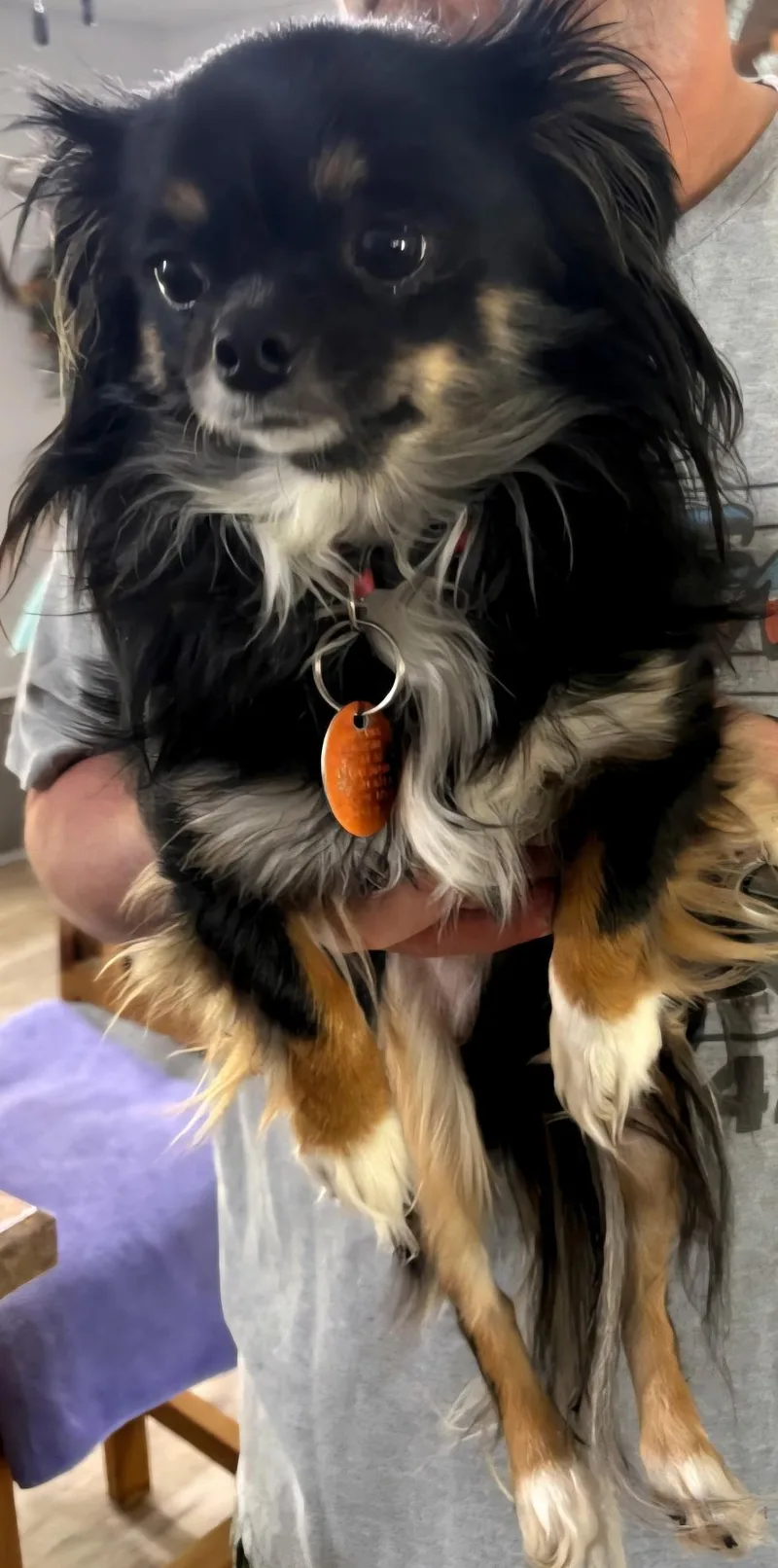 A young small-sized female Chihuahua dog named Lil' Bit for adoption in fort worth, TX