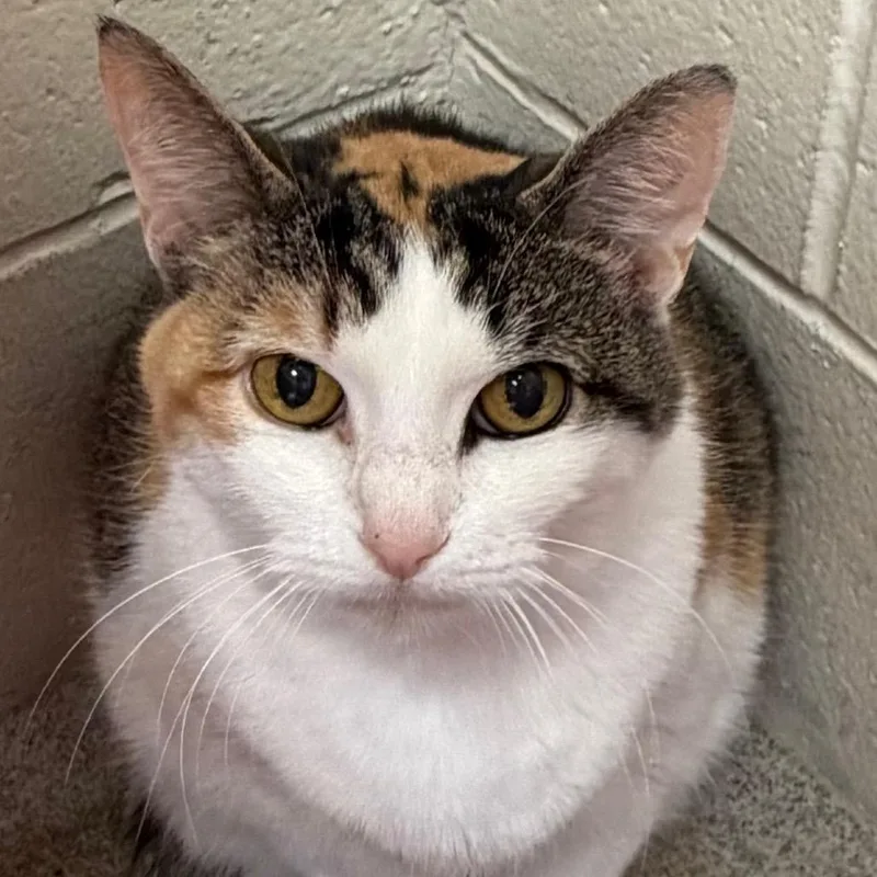 A senior large-sized female Calico Domestic Short Hair cat named Callie for adoption in Waukesha, WI
