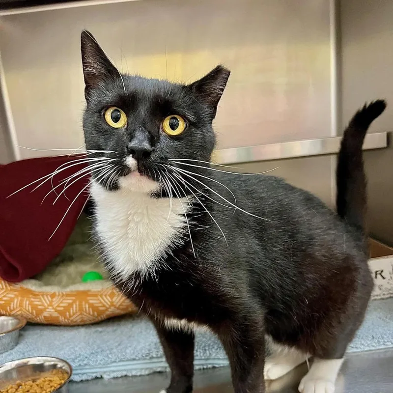 An adult small-sized male Black Domestic Short Hair cat named Big Oreo for adoption in Frederick, MD