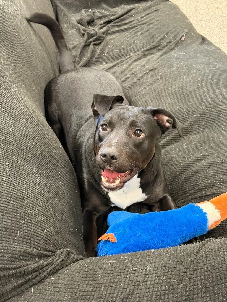A young large-sized male Mixed Breed dog named Cole for adoption in Centralia, IL