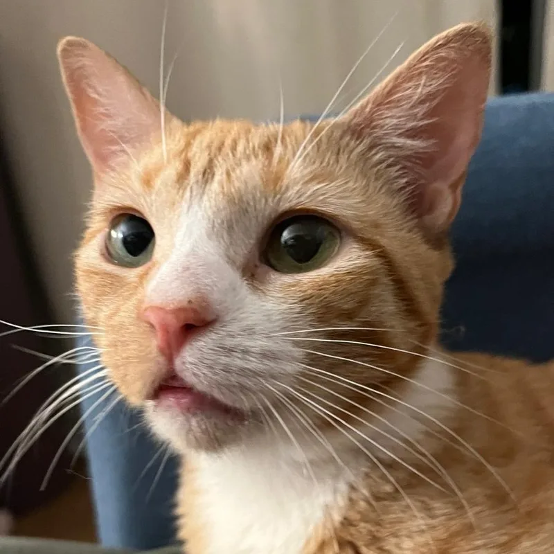 An adult medium-sized female Orange & White Domestic Short Hair cat named Annie for adoption in Astoria, NY