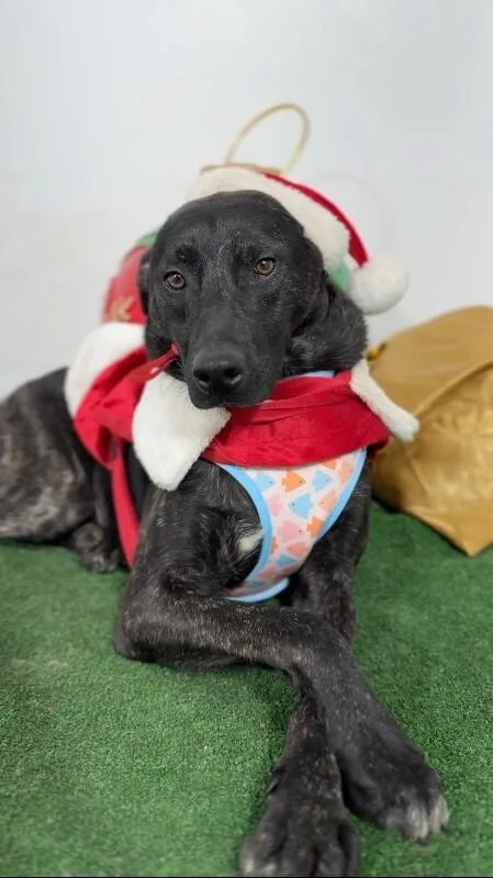 A young medium-sized male Black Black Labrador Retriever dog named Snickers for adoption in Carlsbad, CA