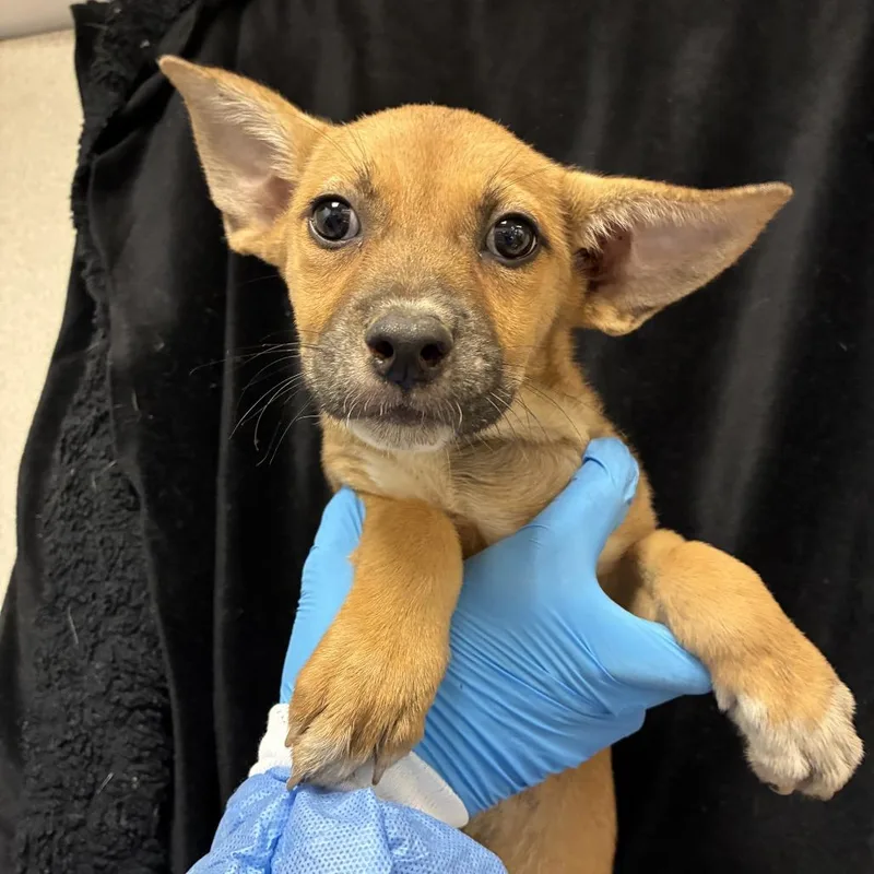 A baby small-sized female Shepherd dog named Truffles for adoption in San Antonio, TX