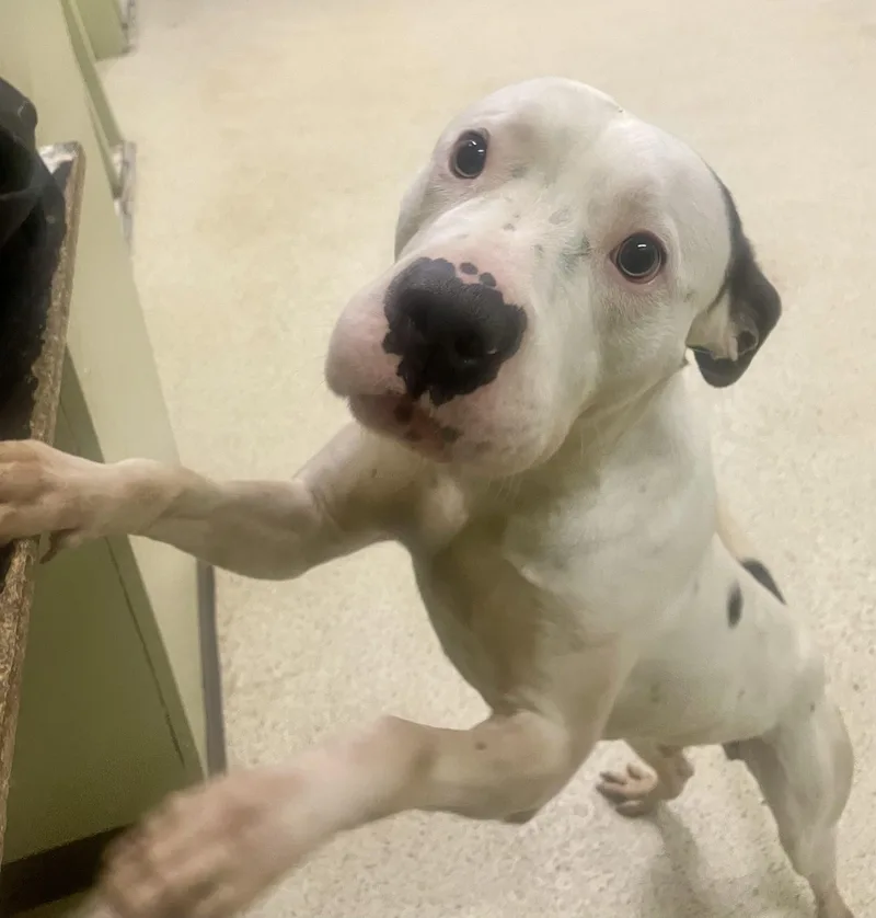 A young medium-sized male Terrier dog named Kanon for adoption in Muncie, IN