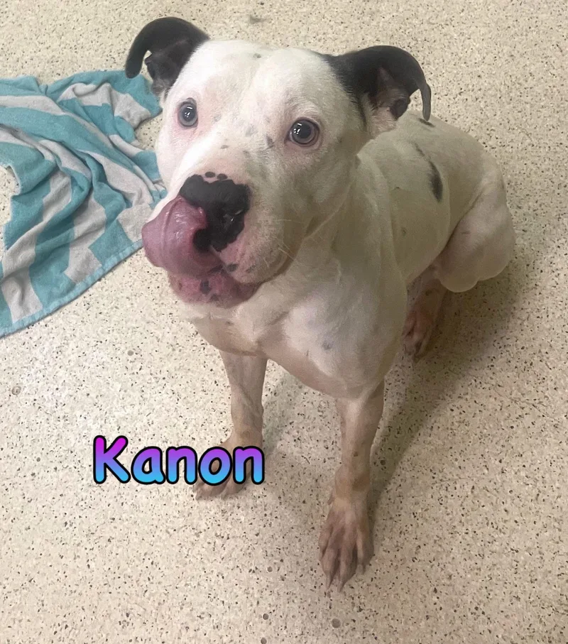 Kanon thumbnail 5