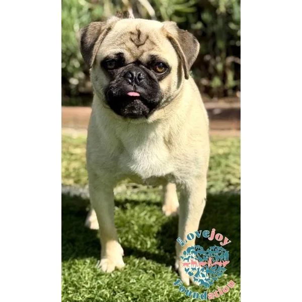 A young small-sized male Yellow / Tan / Blond / Fawn Pug dog named Bub for adoption in Inglewood, CA