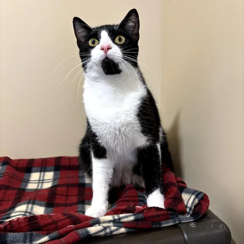 Atticus