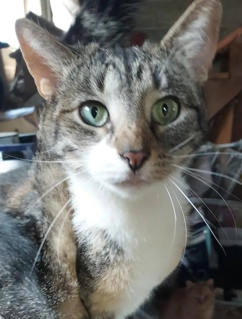 A young medium-sized female Domestic Short Hair cat named Hazel for adoption in Lancaster, PA