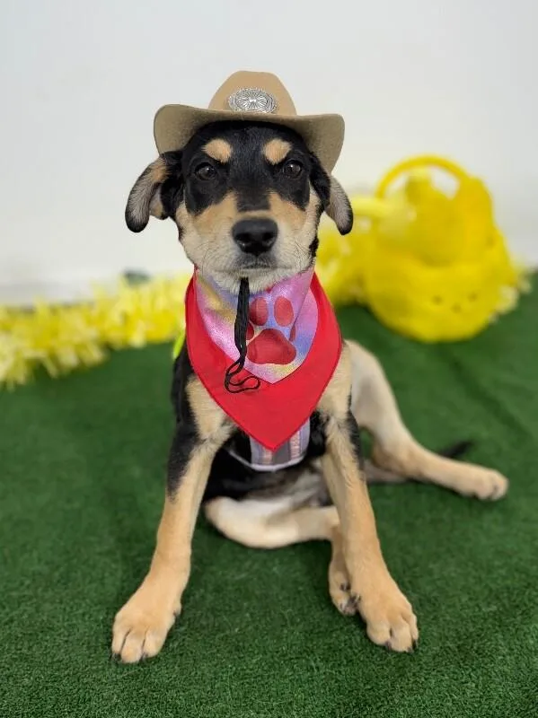 A baby medium-sized female Black German Pinscher dog named Mercedes for adoption in Carlsbad, CA