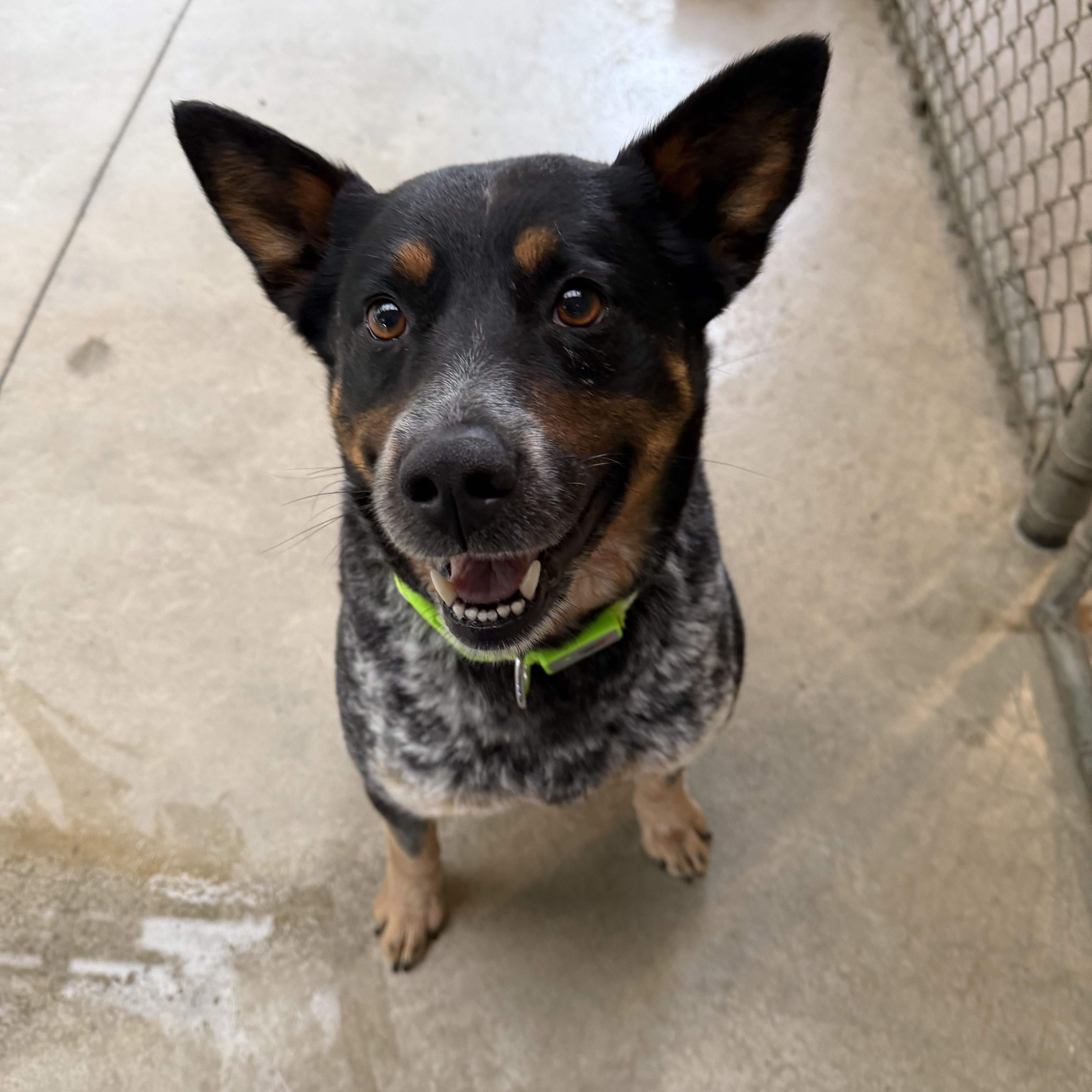 An adult medium-sized female Australian Cattle Dog / Blue Heeler dog named Thomasa for adoption in Hood River, OR