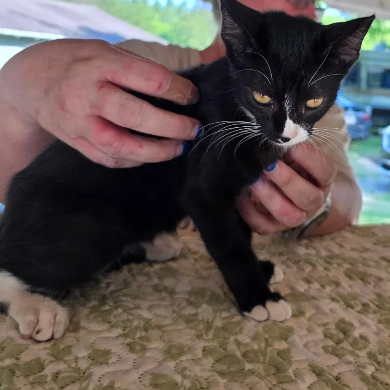 A baby small-sized female Black Domestic Short Hair cat named Winona for adoption in Concord, NH