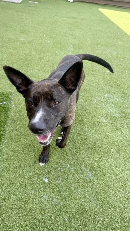 An adult large-sized male Dutch Shepherd dog named Harvey for adoption in Independence, MO