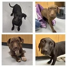 A baby medium-sized female Black Terrier dog named Dolly for adoption in Tampa, FL