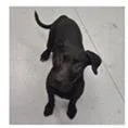 Dolly thumbnail 2