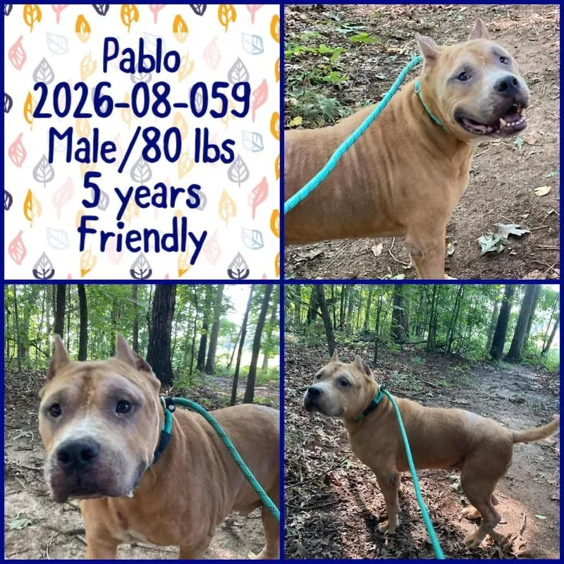 An adult large-sized male Pit Bull Terrier dog named Pablo for adoption in Winder, GA