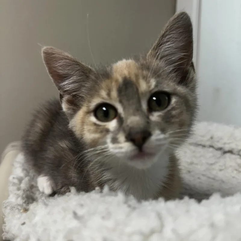 A baby small-sized female Calico Domestic Short Hair cat named Angelica for adoption in Blue Ridge, GA