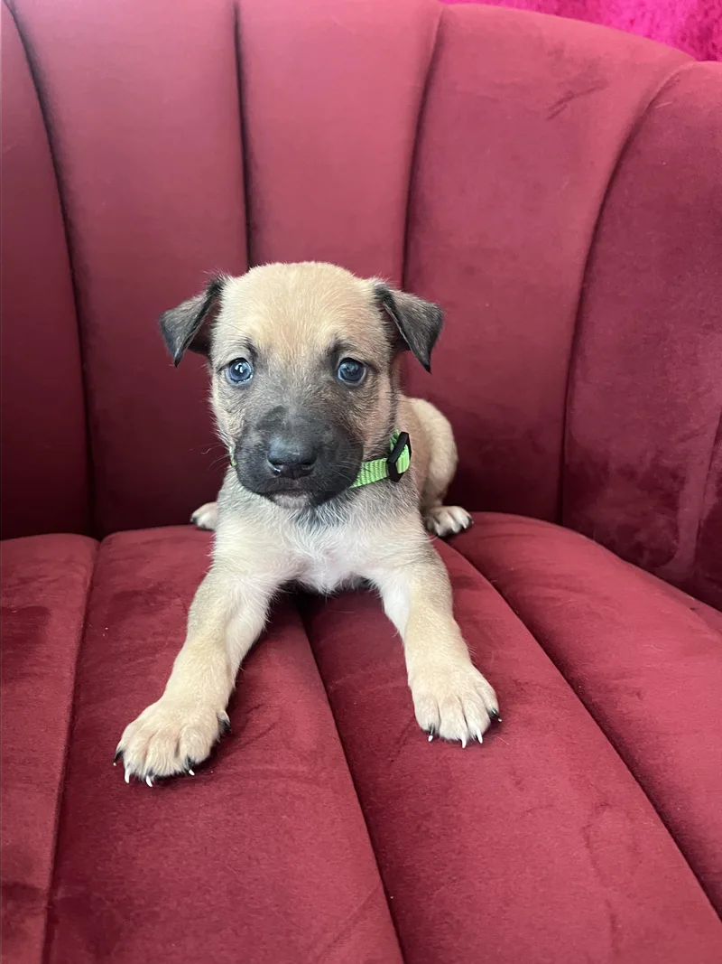 A baby small-sized female Apricot / Beige Cattle Dog dog named Elton John for adoption in West Hollywood, CA