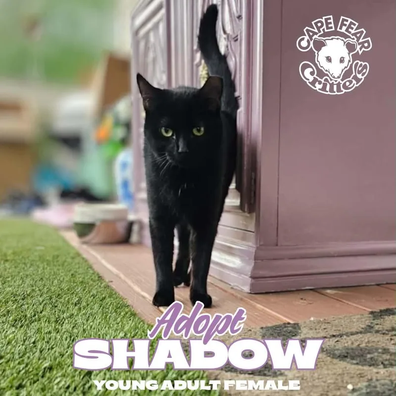A young medium-sized female Black Domestic Short Hair cat named Shadow for adoption in Wilmington, NC