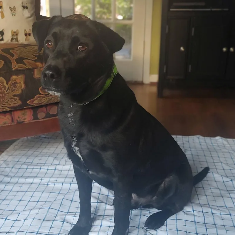 Dash