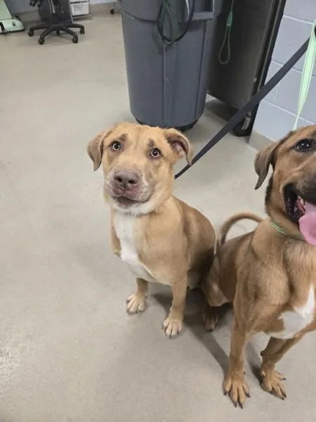 A young medium-sized male Labrador Retriever dog named Lebron for adoption in Millersville, MD