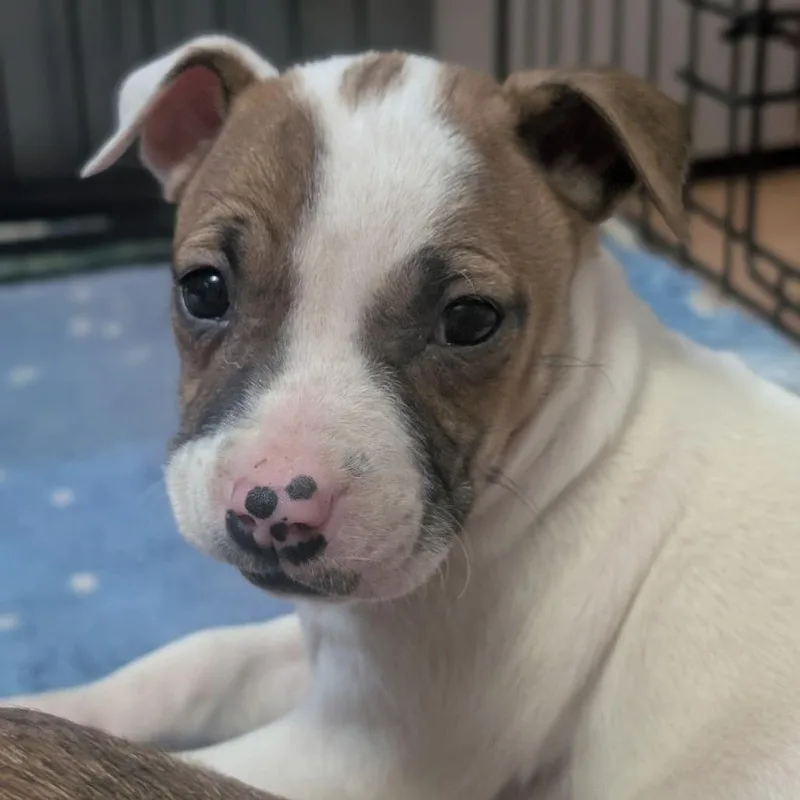 A young small-sized female White / Cream Pit Bull Terrier dog named Button for adoption in Watertown, NY