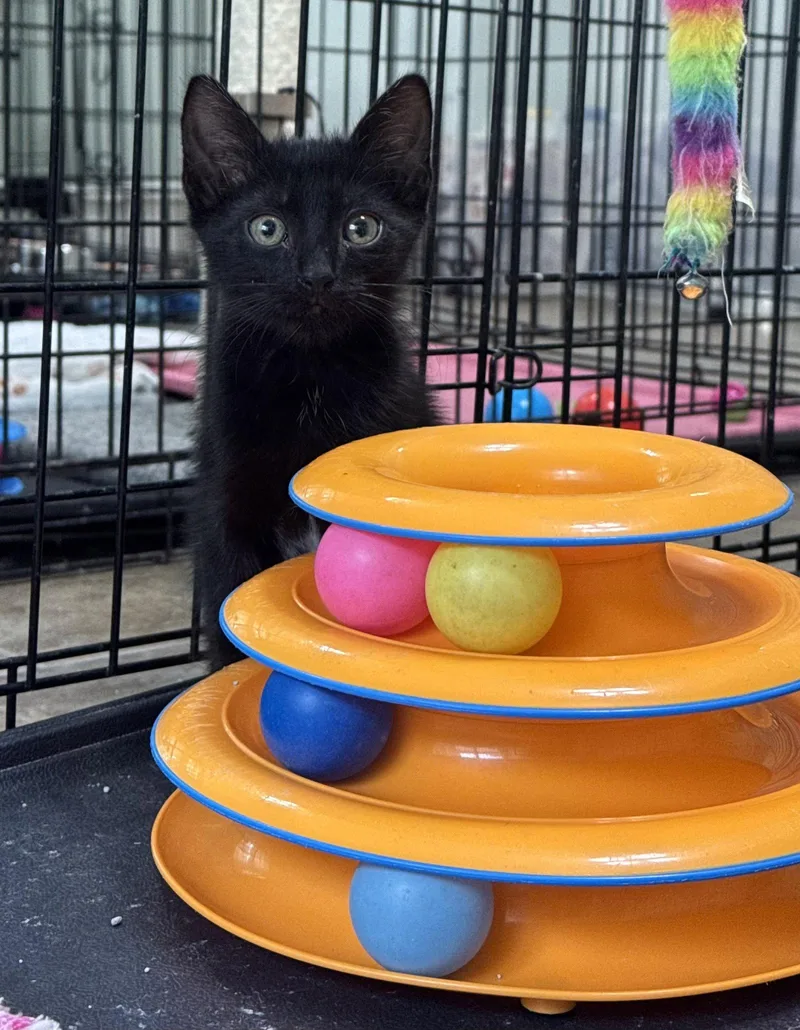 A baby medium-sized male Black & White / Tuxedo Domestic Short Hair cat named Sherlock for adoption in Oviedo, FL