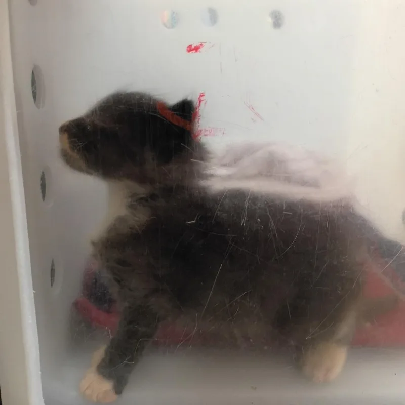 A baby small-sized male Black Domestic Short Hair cat named Lightning for adoption in Columbus, GA
